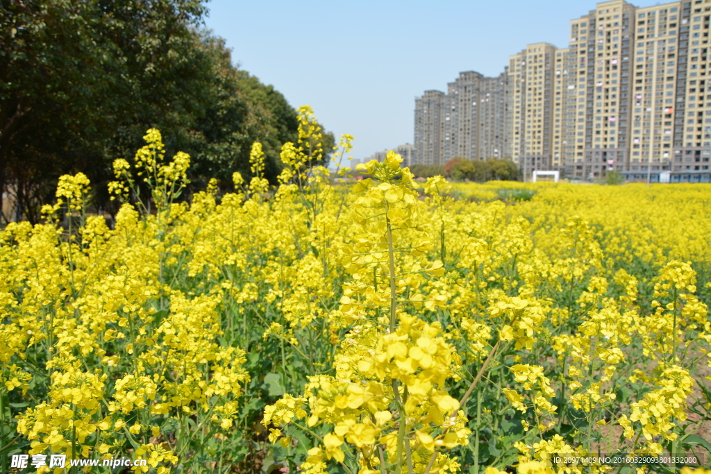 油菜花