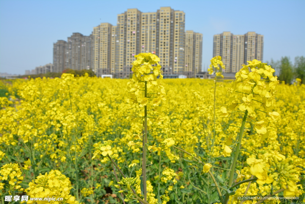 油菜花