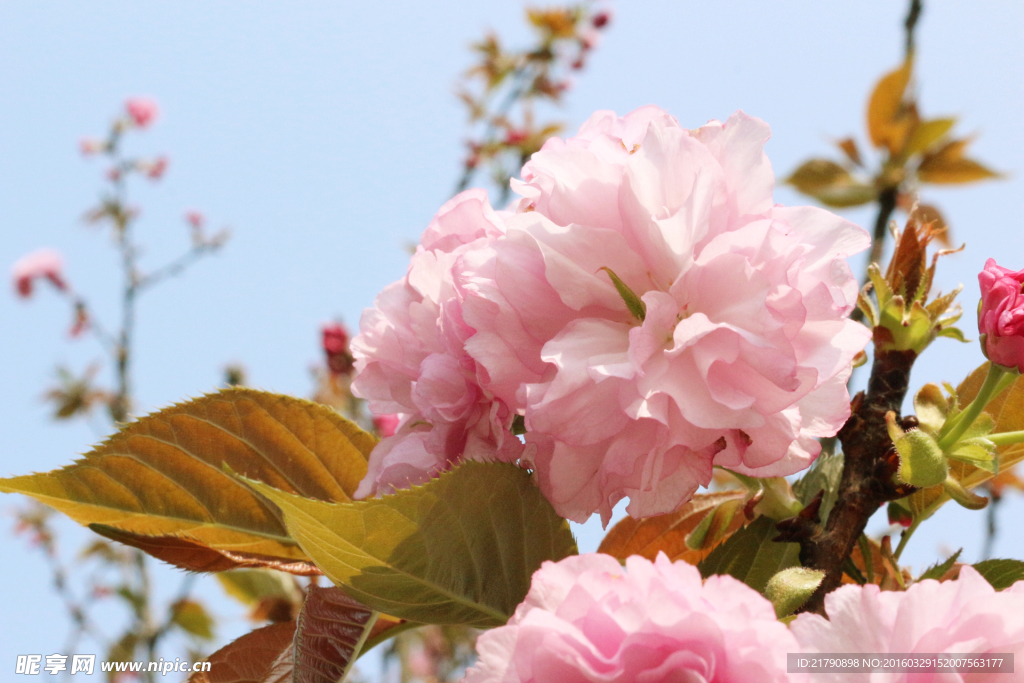 樱花