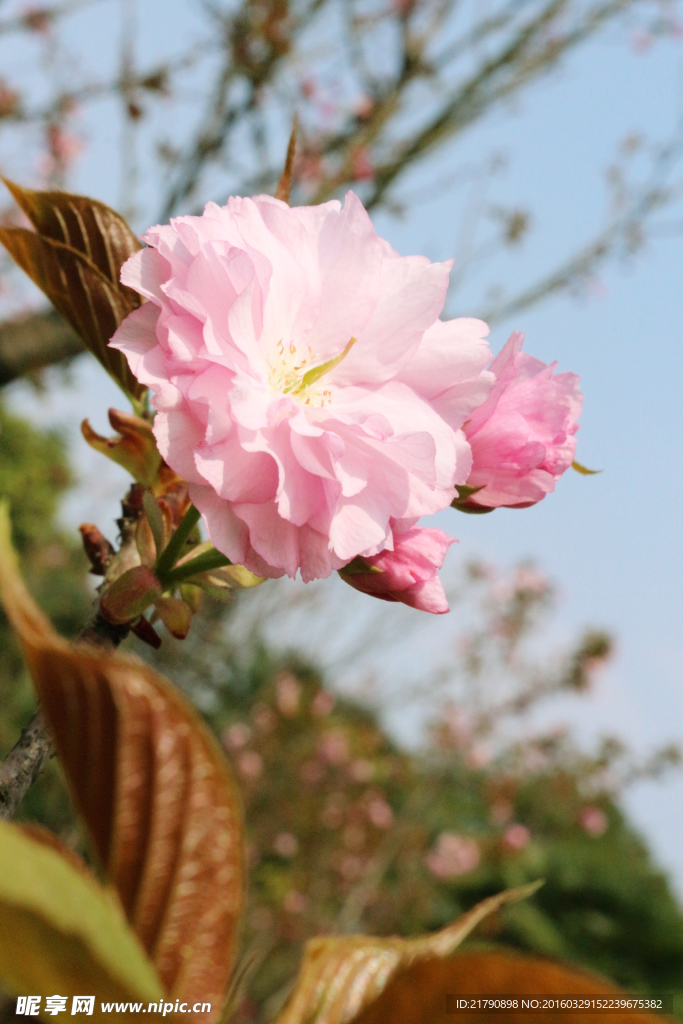 樱花