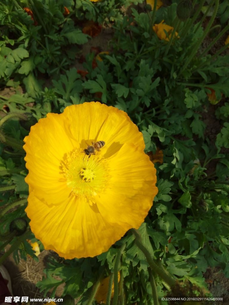 蜜蜂采蜜