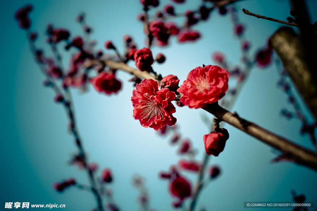 桃花