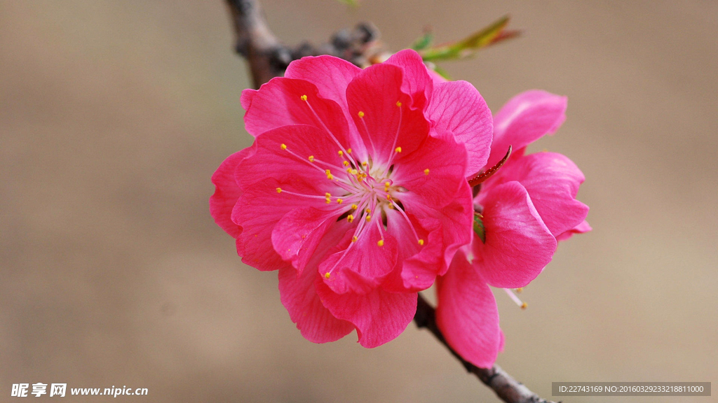 桃花