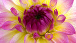菊花花蕊