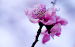 春天桃花