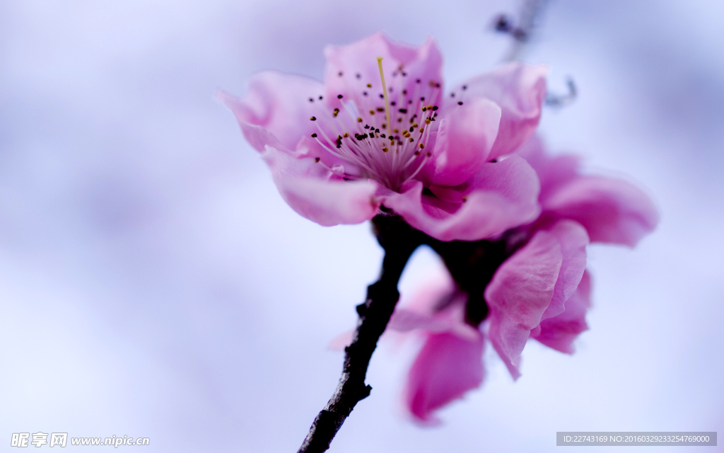 春天桃花