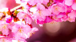 春天樱花