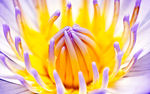 菊花花蕊