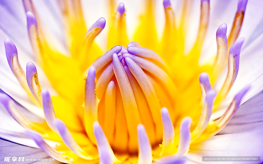 菊花花蕊
