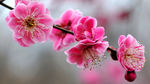 盛开桃花