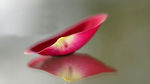 玫瑰花瓣