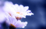 白色菊花