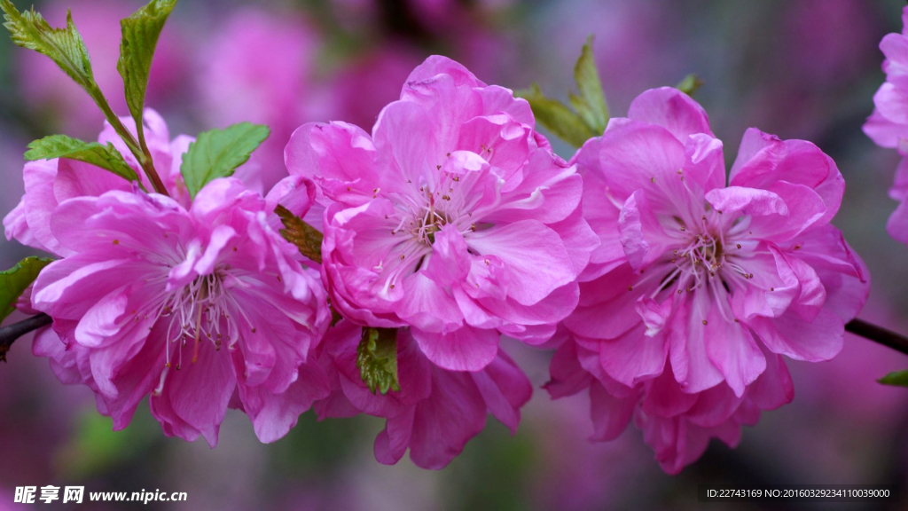 春天桃花
