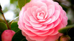 粉色茶花
