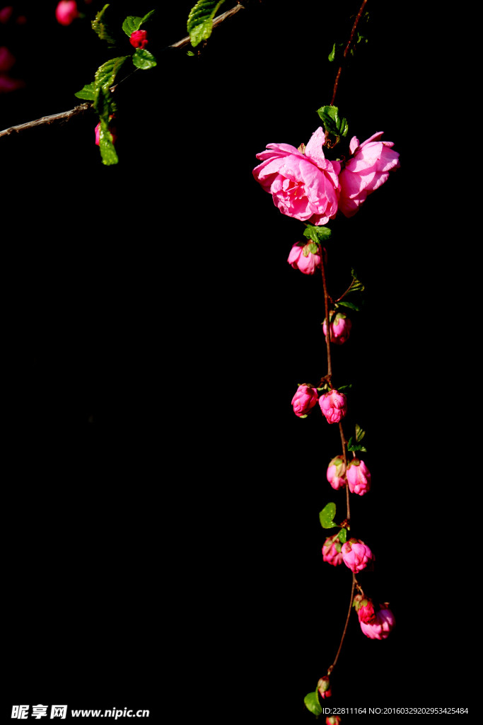 桃花