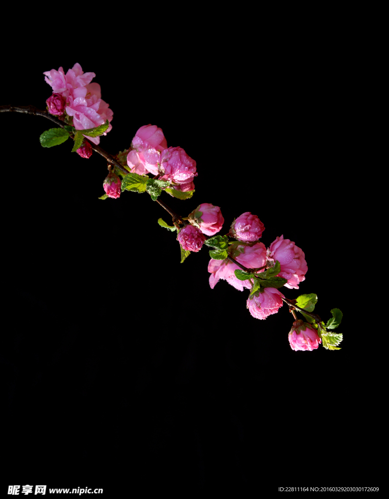 桃花