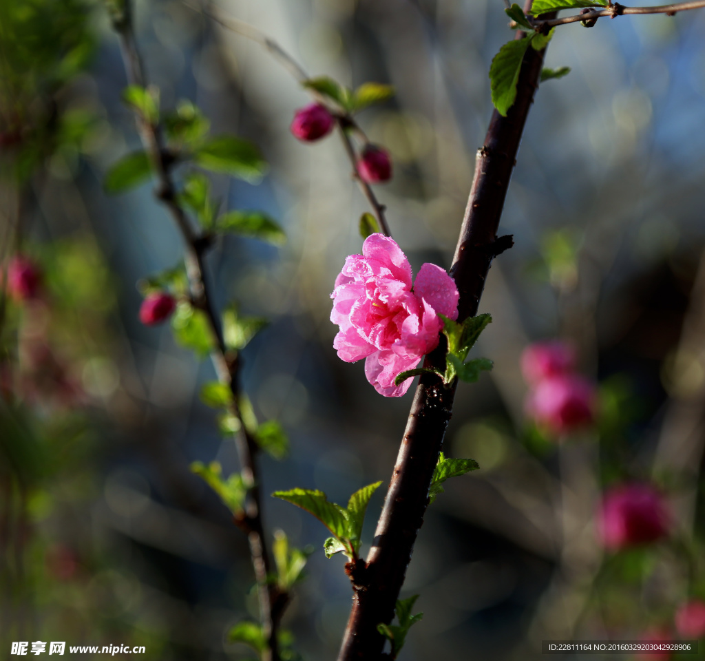 桃花