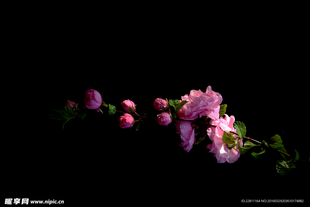 桃花