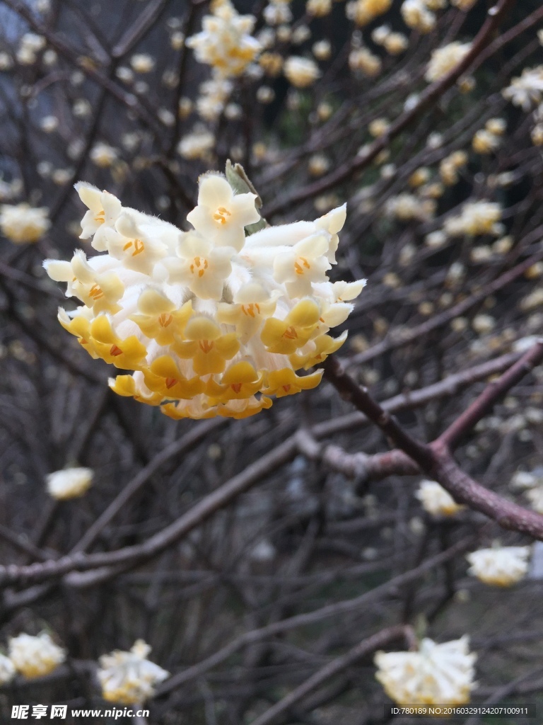 结香花