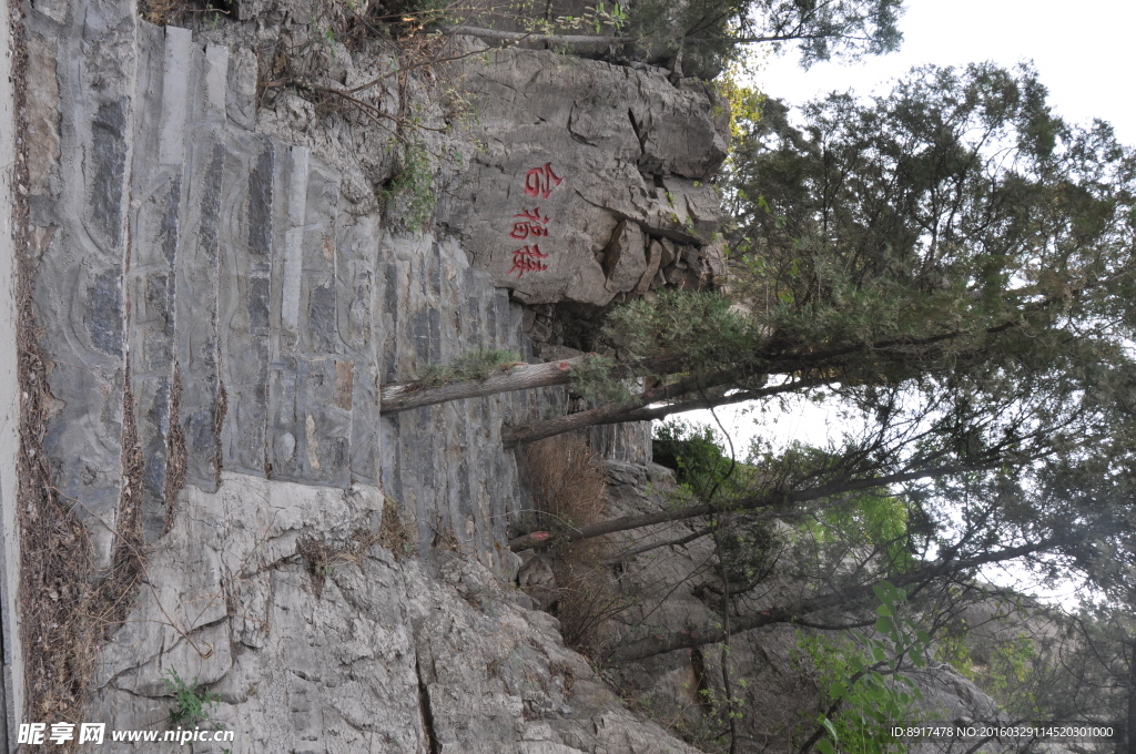 山路青松