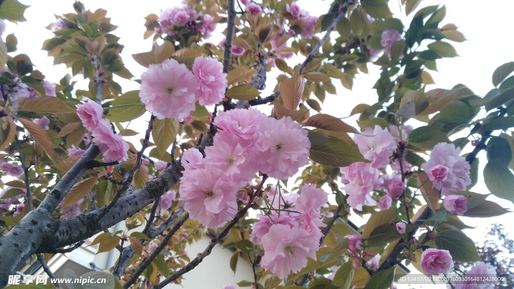 樱花高清图