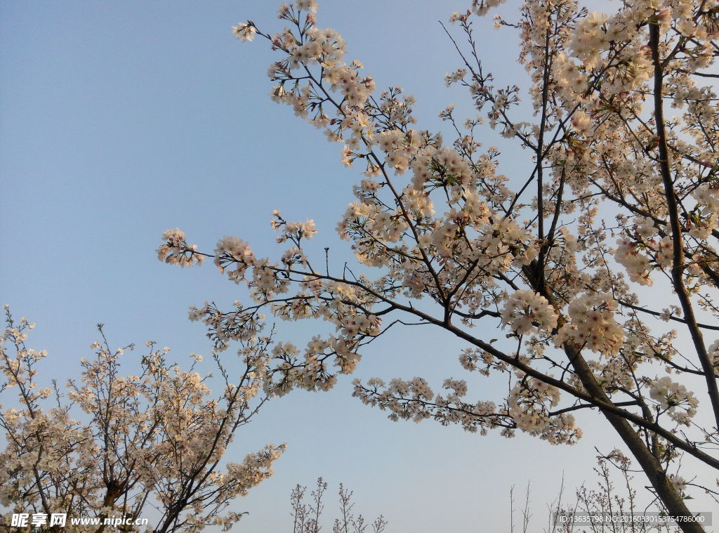 樱花