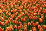 郁金香花海