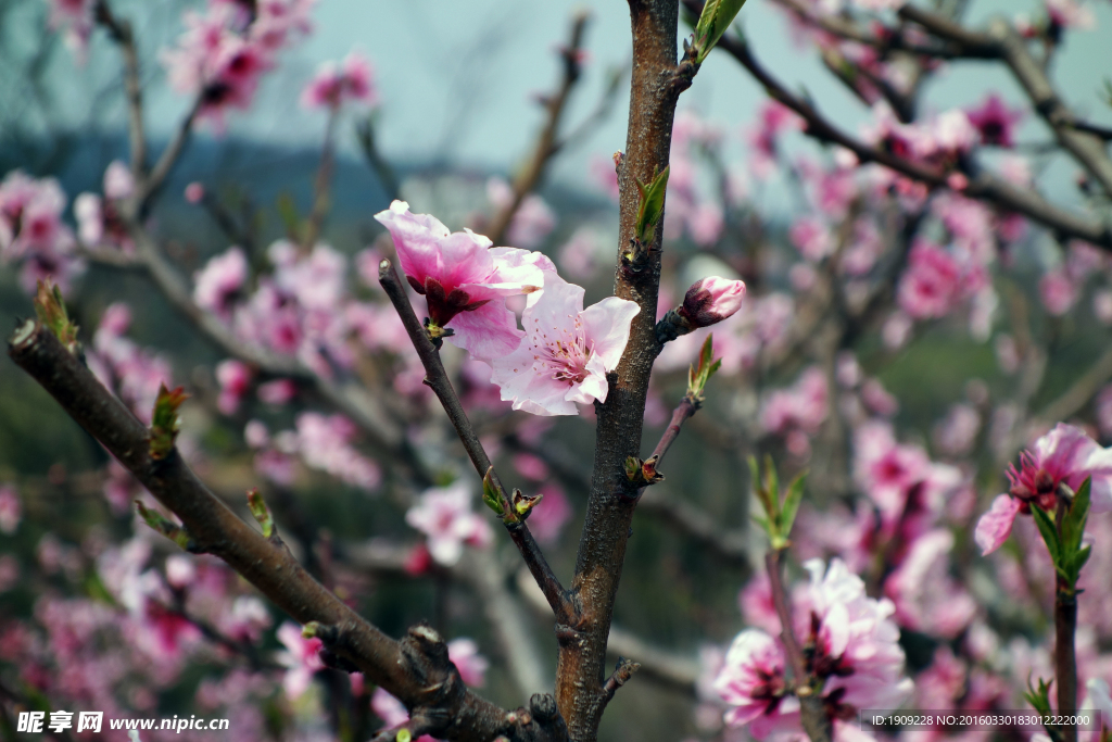 桃花