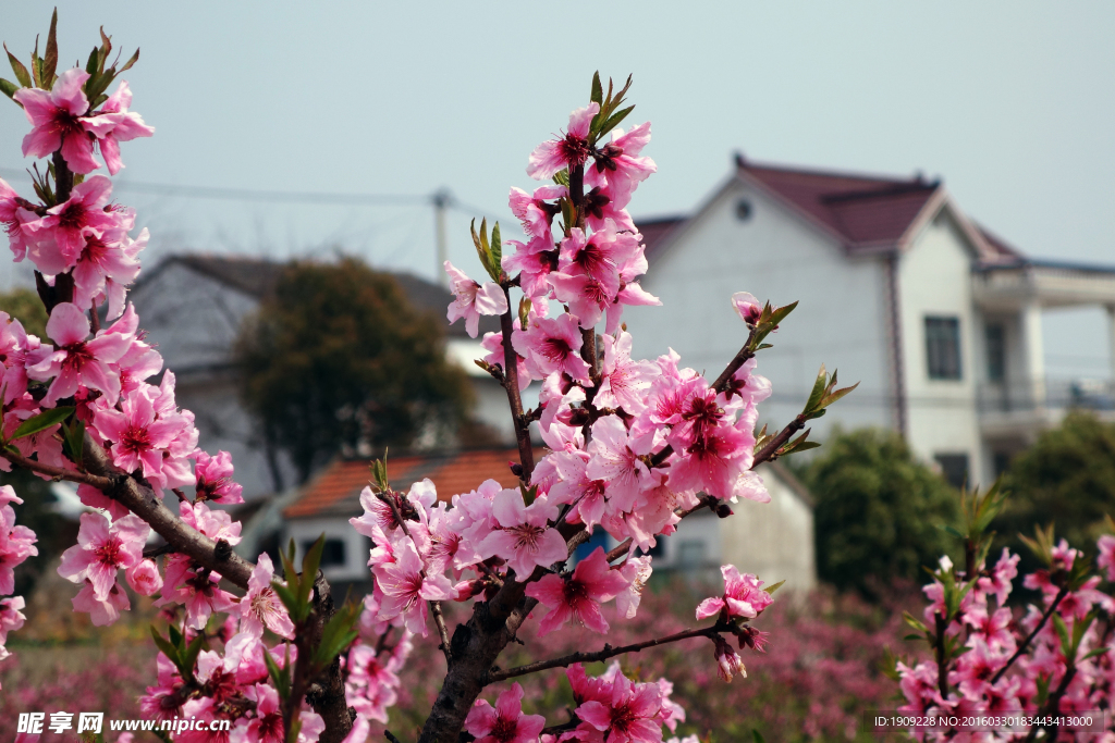 桃花