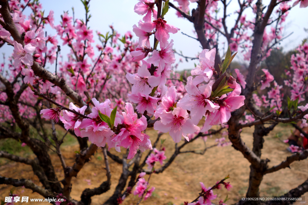 桃花