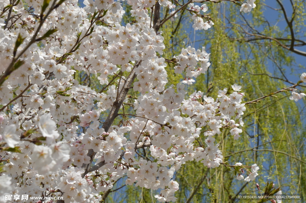 樱花
