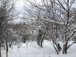 雪乡