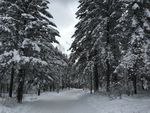 雪乡