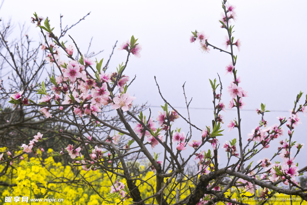 桃花