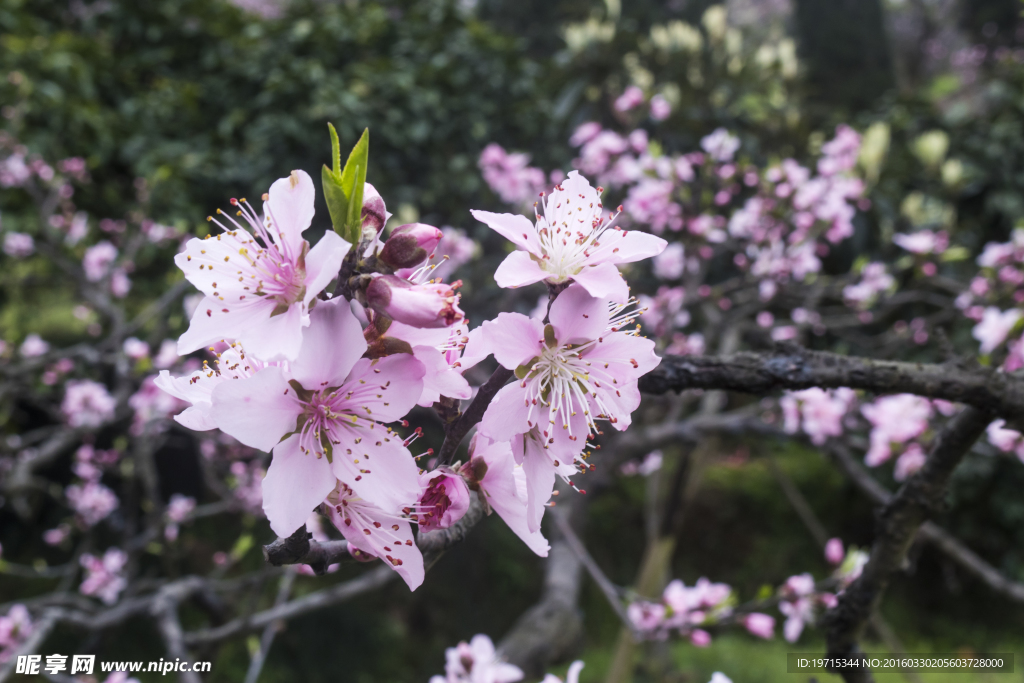 桃花