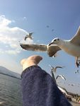 海鸥