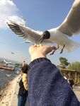 海鸥