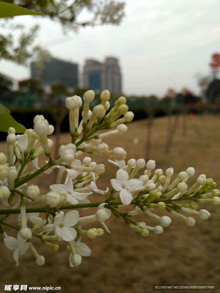 花卉摄影