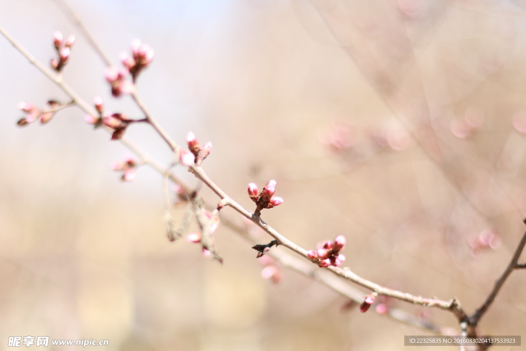 花苞