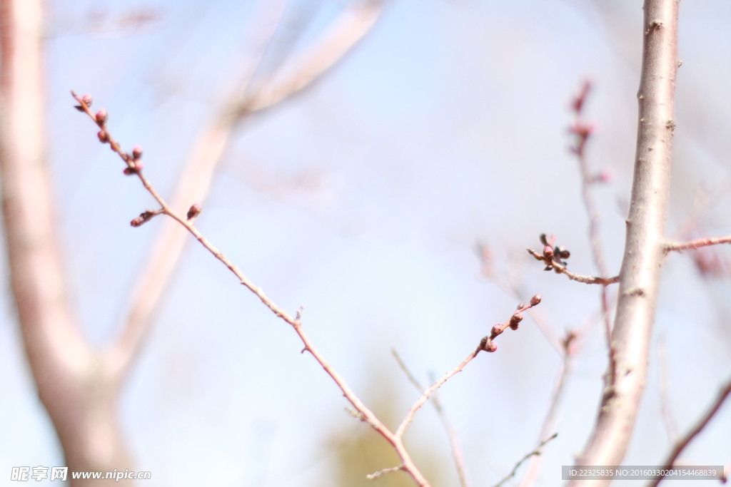花苞
