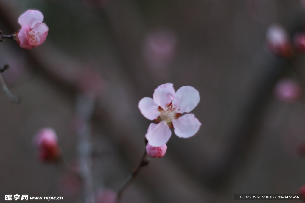 桃花