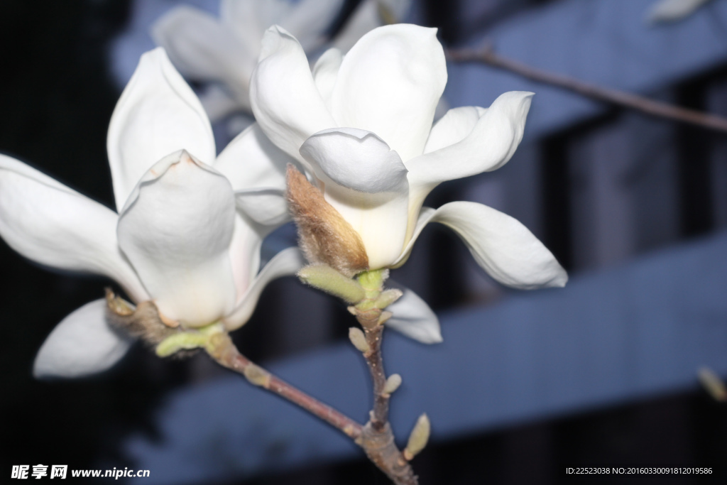 白色花儿