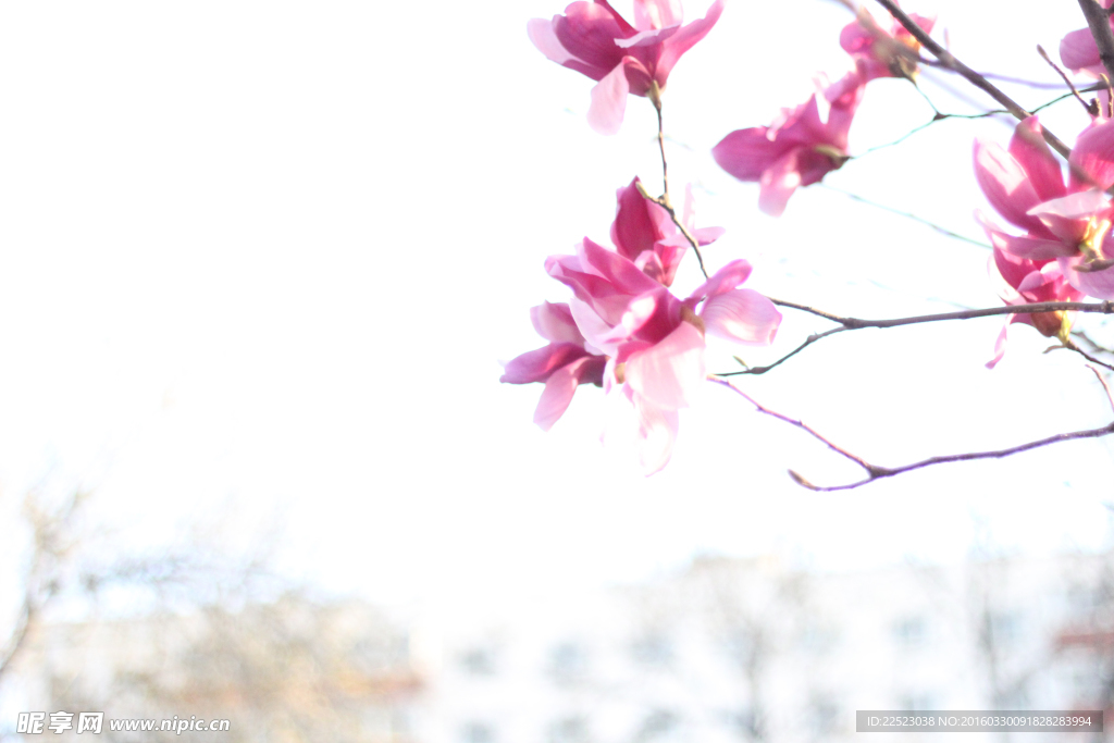 花枝
