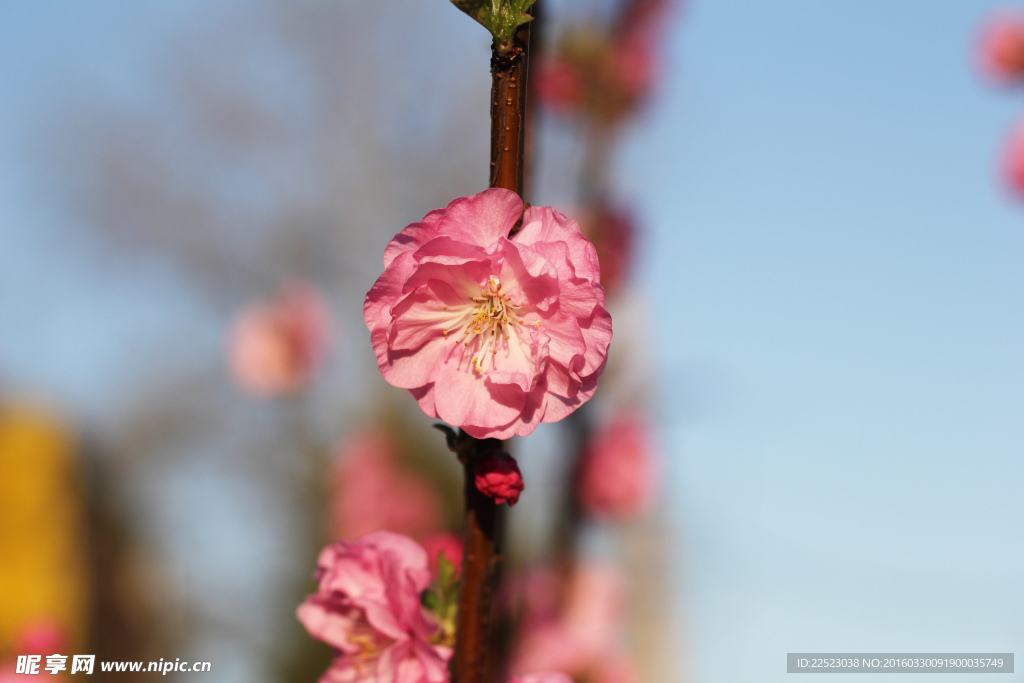 桃花