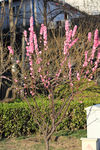 桃花枝
