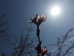 粉桃花