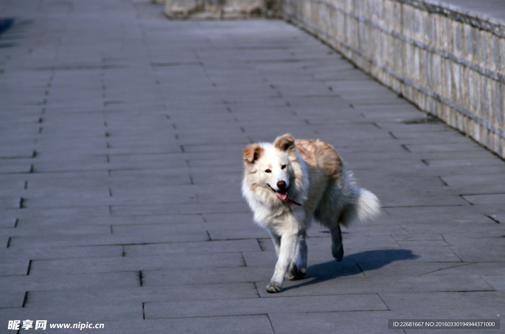 边境牧羊犬