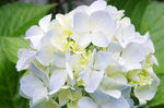 绣球花