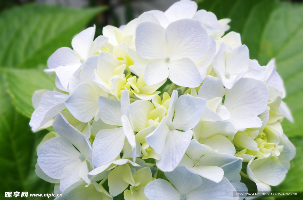 绣球花