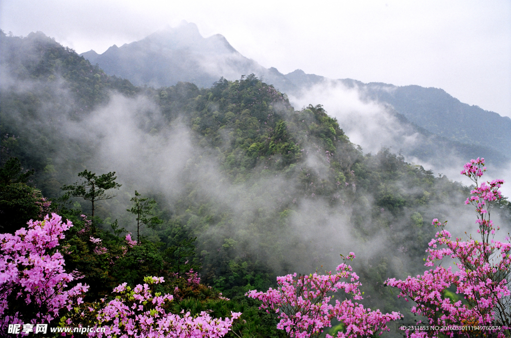 云山红花